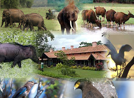 Jungle Lodges &amp; Resorts Eco Holidays, resort, kabini, dandeli, brt, b r hills, devbagh, karwar, doddamakali, galibore,bheemeshwari, beach, bnp, dubare, resorts, adventure, white, water, rafting, canoe, kayaking, kayak, canoeing, bird, watching, safari, jungle, karnataka, lodge, lodges, reservation, book, booking, price, season, visit, best, eco-tourism, ecotourism, destination, favourite, best, children, adult, love, peace, calm, nature.