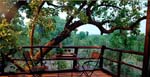 Tree-House-Restaurant-View
