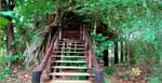 Tree-House-Stair