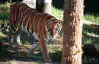 Sunderban Tiger View Point,Sunderban Tiger View Point Kolkata,Bengal Tiger,Kolkata,Hotels in Kolkata India, Calcutta Hotels, Online Booking of Kolkata Hotels, Kolkata Hotels, Budget Hotels in Kolkata, Hotels in Calcutta India, Luxury Hotels in Kolkata,Hotels Resort West Bengal.