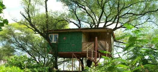 Treehouse in Jaipur