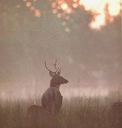 Wild Life In Madhya Pradesh