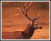 Wild Life In Madhya Pradesh
