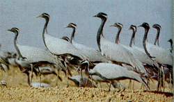 Cranes