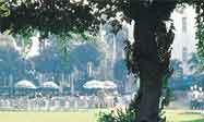 The garden Party