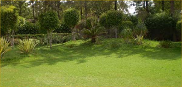 landscaping