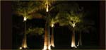 coconut-tree