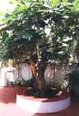 Panjim Pousada Special packages and tariffs &amp; Panjim Pousada, discount hotel rates, honeymoon packages.