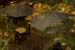 Panjim Inn_b1