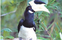 Goa Wildernest Nature Resort Goa Nature Resort Goa Exo Resort Goa Hotels Goa Resorts Goa Guide Goa Package Goa India.