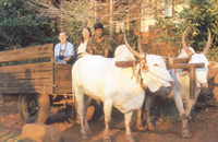 Goa Wildernest Nature Resort Goa Nature Resort Goa Exo Resort Goa Hotels Goa Resorts Goa Guide Goa Package Goa India.