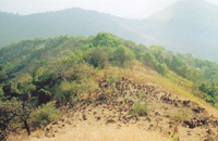 Goa Wildernest Nature Resort Goa Nature Resort Goa Exo Resort Goa Hotels Goa Resorts Goa Guide Goa Package Goa India.