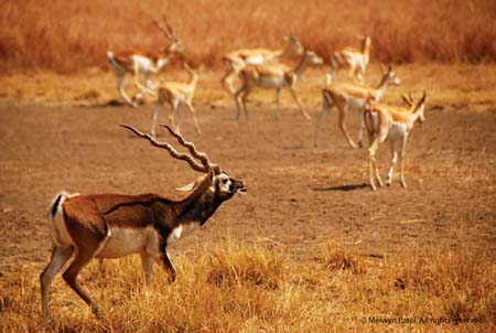 Blackbuck National Park View