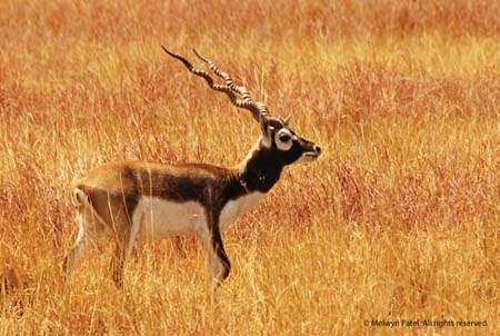 Blackbuck National Park