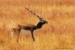 Blackbuck National Park