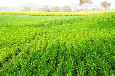 Serene Farm  Manesar, Gurugram