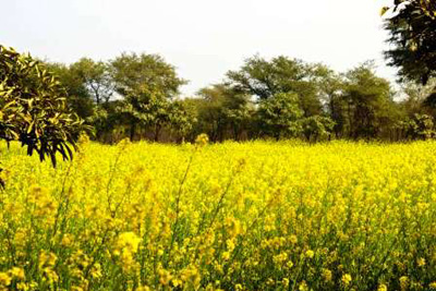 Serene Farm  Manesar, Gurugram