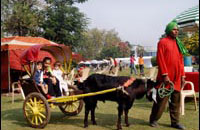 Best Western Resort Country Club,Book New Delhi Hotels with Local Support and Rates,New Delhi hotels and New Delhi city guide with New Delhi hotel discounts.