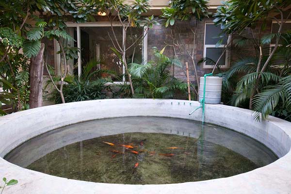 Golden Turtle Farm fish Tank
