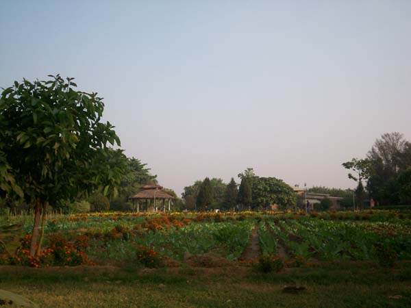 A Farm View