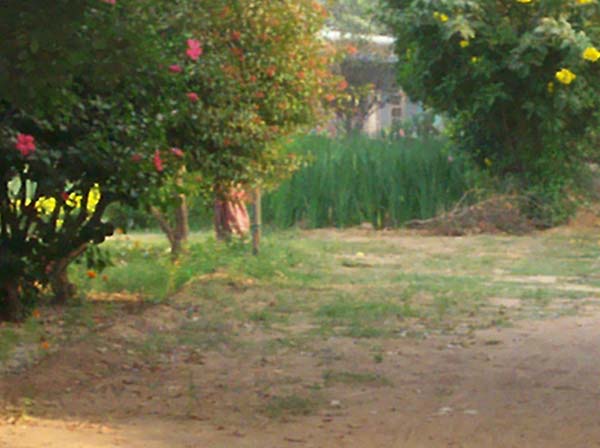 A Farm View1