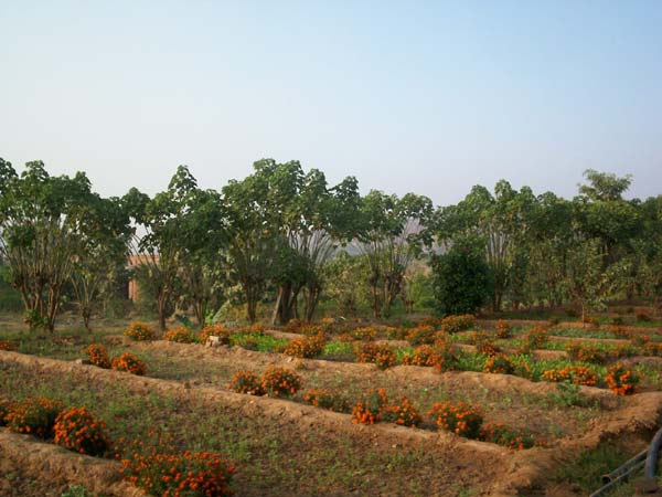 A Farm View2