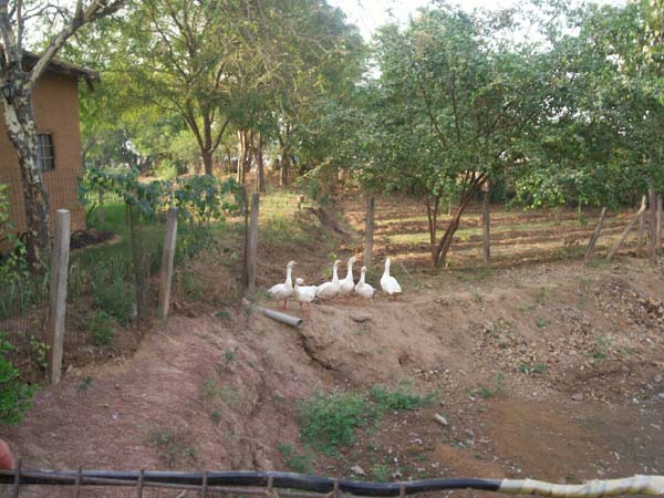 Ducks at Laksh FarmDucks at Laksh Farm