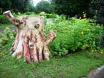 Yorks Health Resort Garden side