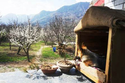 Gazan Organic Farm Gazan, Near Manali