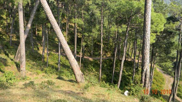 Alpine Resort  A Nearby trek