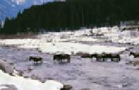 Apple Valley Resort Kullu Himachal Pradesh, Hotels Resorts Palaces in Kullu, Kullu, Chail Himachal Pradesh,Hotels in Kullu,Hotel in Kullu,Hotels of Kullu,India Kullu Hotels,Kullu Hotel,Kullu Hotels &amp; summer package, holiday Discount tariff/ pricelist /rate summer/honeymoon packages, Summer getaways . 