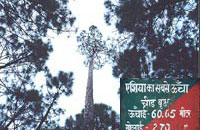 MORI CAMP,Mori Camp,mori camp,Trekking in the Himalayas with Banjara Camps,Himachal pradesh.