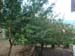 Agrostone_Cottageg2
