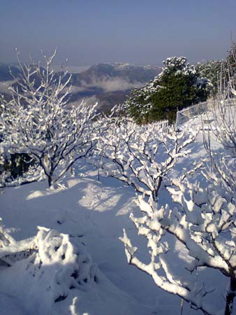 Churwadar-Camping-Rajgarh-Himachal-Pradesh-Snowfall