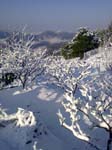 Churwadar-Camping-Rajgarh-Himachal-Pradesh-Snowfall