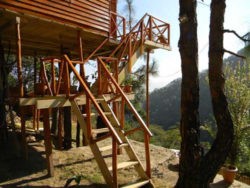 Kasauli Tree House2