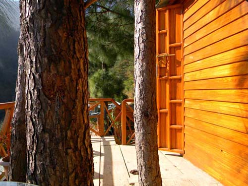 Kasauli Tree House7