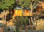 A Kasauli Tree House