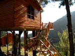 Kasauli Tree House1