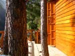 Kasauli Tree House7