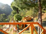Kasauli Tree House8