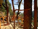 Kasauli Tree House9