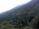 Kasauli Tree Housea5