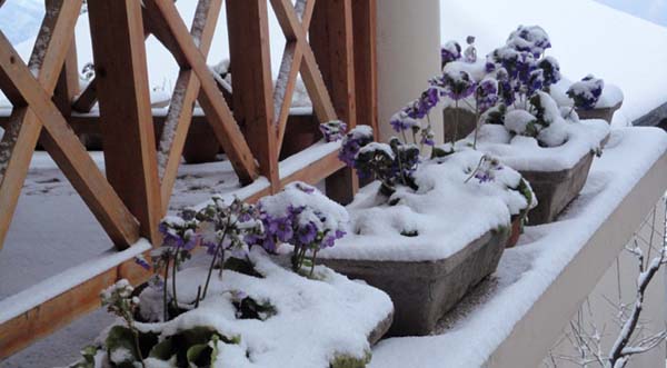 mahasu_house7