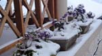 mahasu_house7
