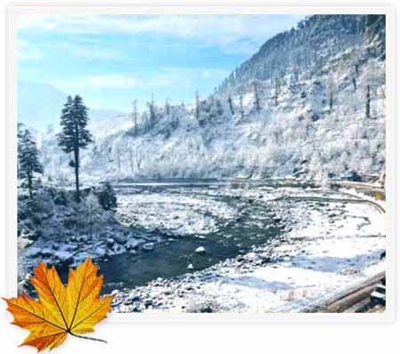 mapple-manali10