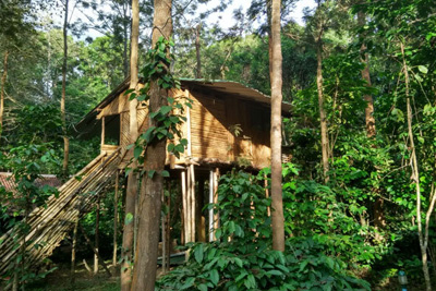 Deep Jungle Resort Bandipur 