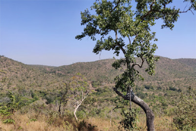 The Bandipur Cottage Bandipur