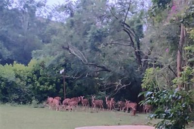 The Bandipur Cottage Bandipur