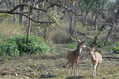 Tiger Ranch Resort Bandipur